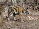 Ranthambhore